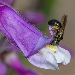 Carpenter Bee